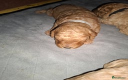 Cavapoo dogs for sale: Amazing Cavapoo's 🐶❤️ - Image 13