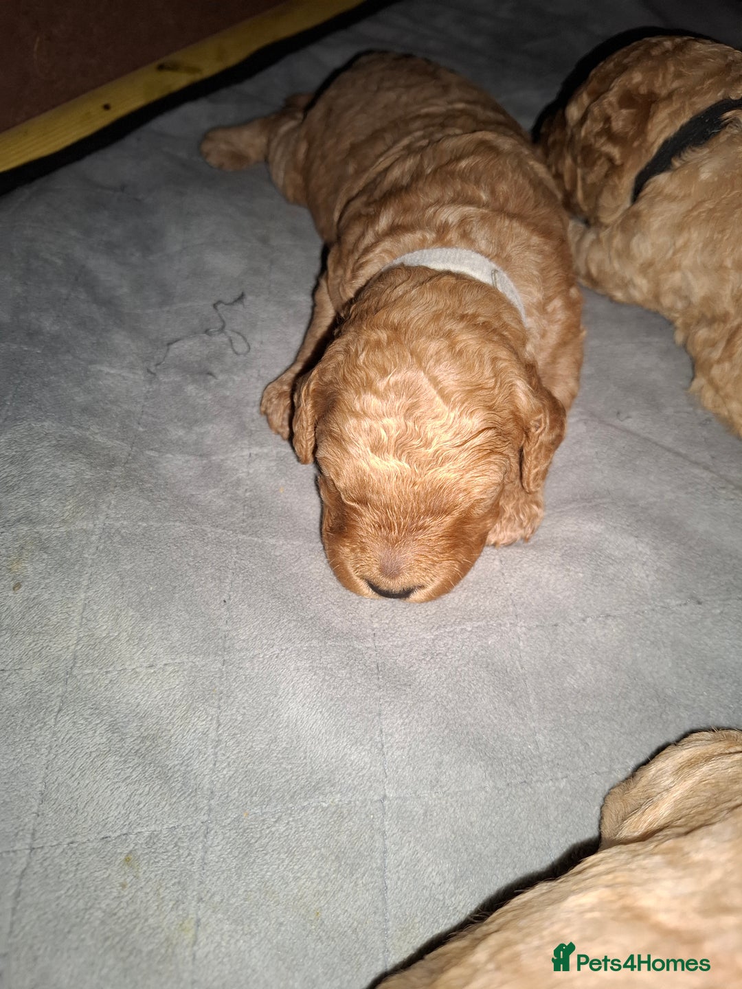 Cavapoo dogs for sale: Amazing Cavapoo's 🐶❤️ - Image 13