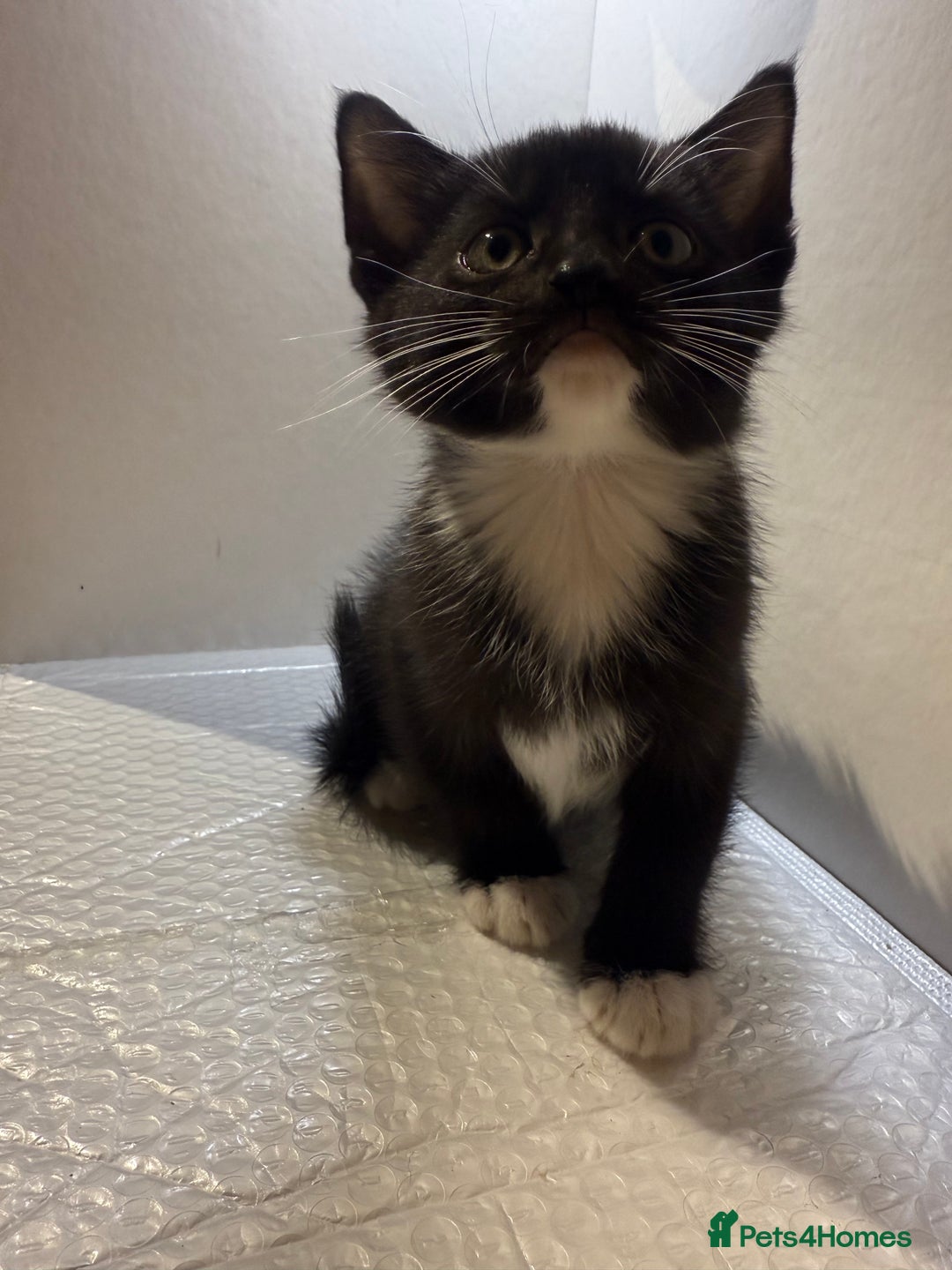 Korat cats for sale: Cute playful kittens ready for their new home 🖤🤍 - Advert 25