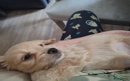 Shihpoo dogs for sale: Shipoos ready to go 1 boy 1 girl  - Image 6
