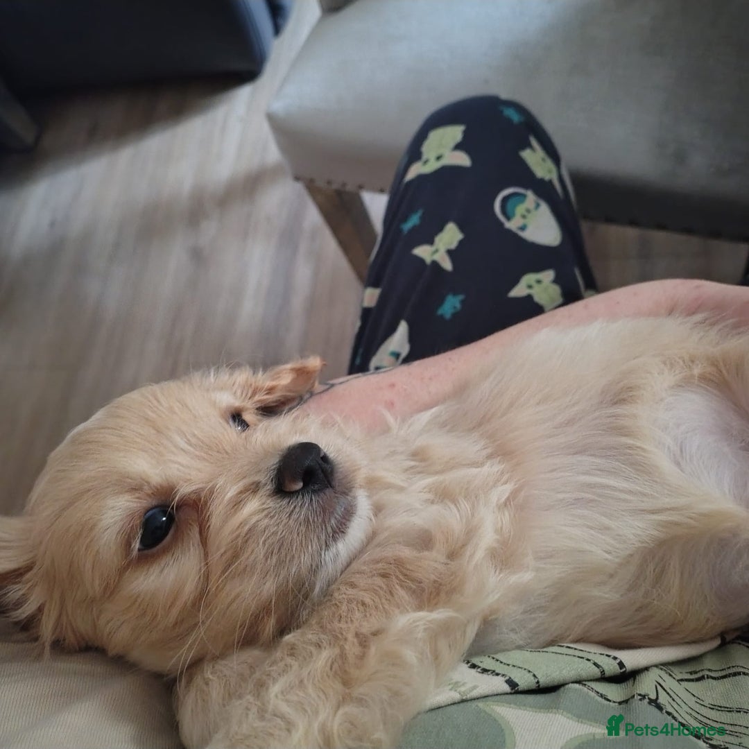 Shihpoo dogs for sale: Shipoos ready to go 1 boy 1 girl  - Image 6