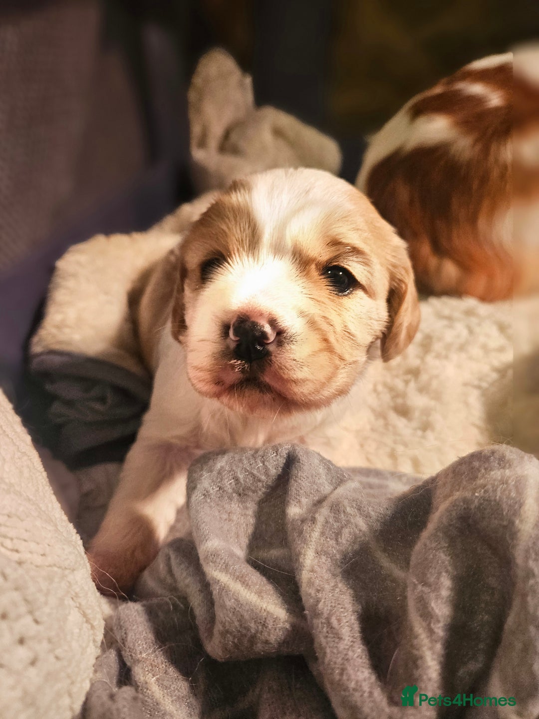 Mixed Breed dogs for sale: Cavapoo girl Ready for forever home - Advert 29