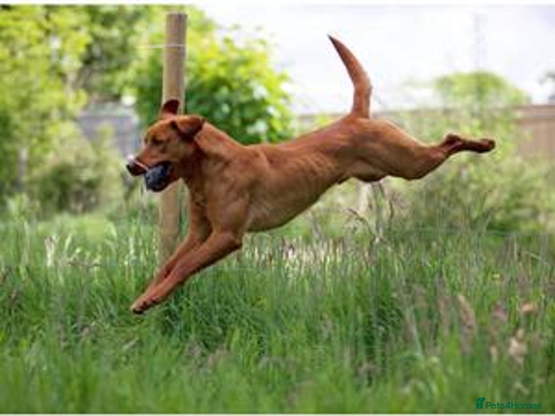 Labrador Retriever dogs for sale: Beautiful Fox Red Labrador Puppies - Image 13