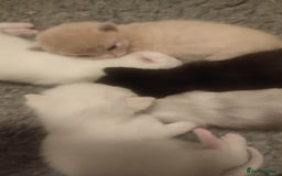 British Shorthair cats for sale: White and cream kittens!!! 😻 - Advert 2