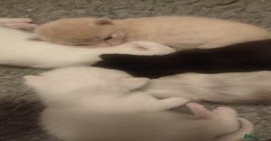 British Shorthair cats White and cream kittens!!! 😻 - Advert 4