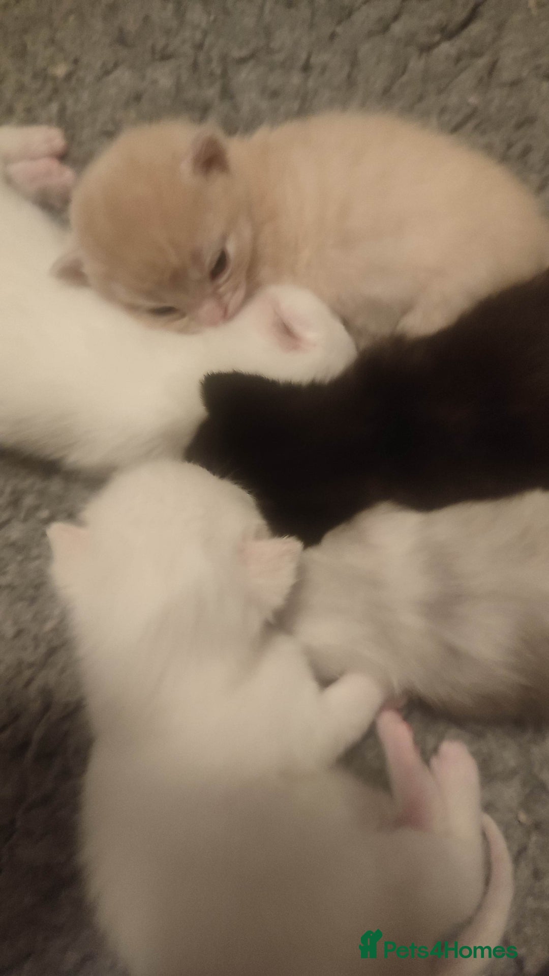 British Shorthair cats for sale: White and cream kittens!!! 😻 - Advert 2