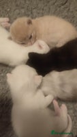 British Shorthair cats White and cream kittens!!! 😻 - Advert 11