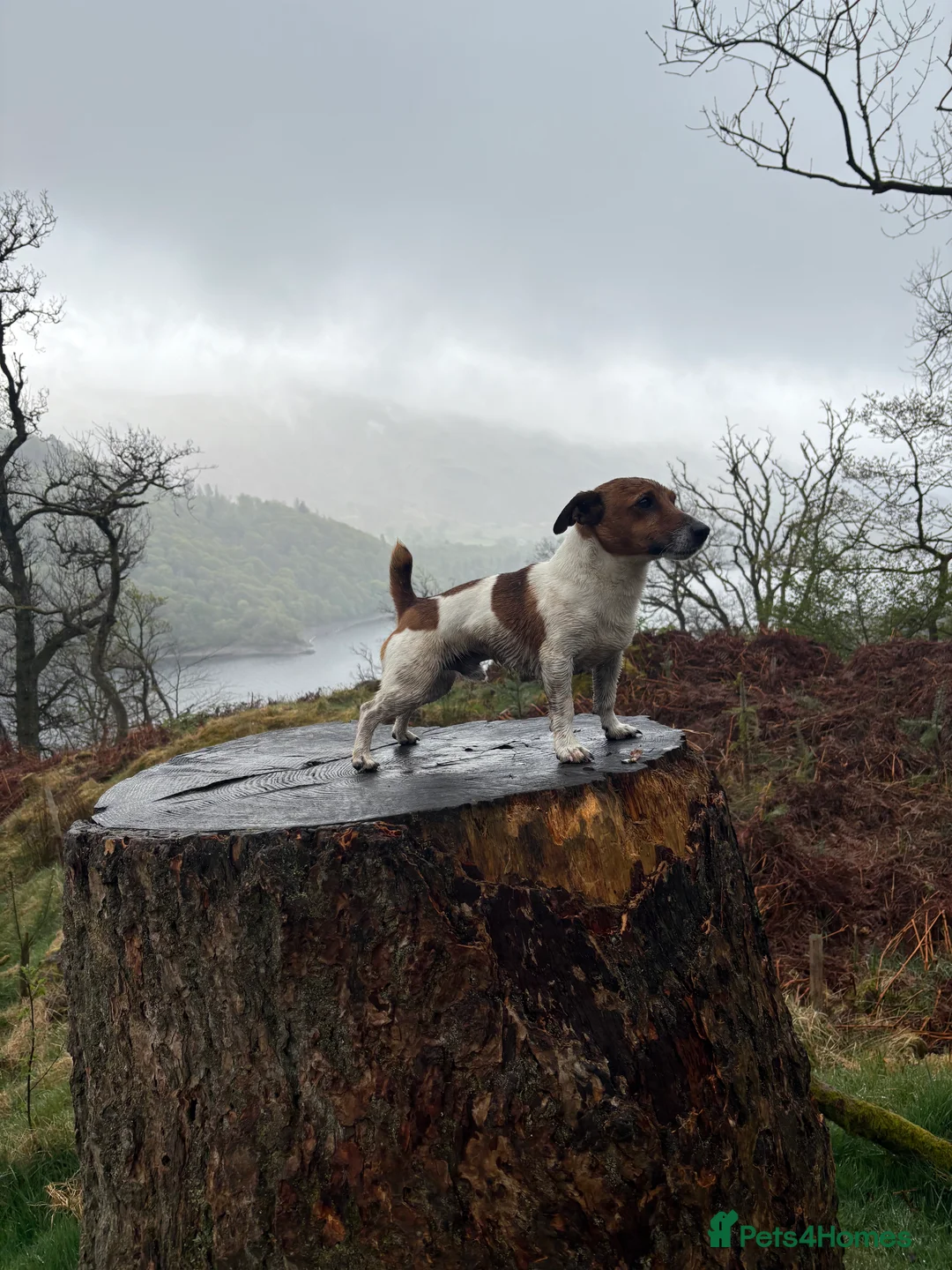 Jack Russell dogs for stud: Jack Russel stud  - Advert 4