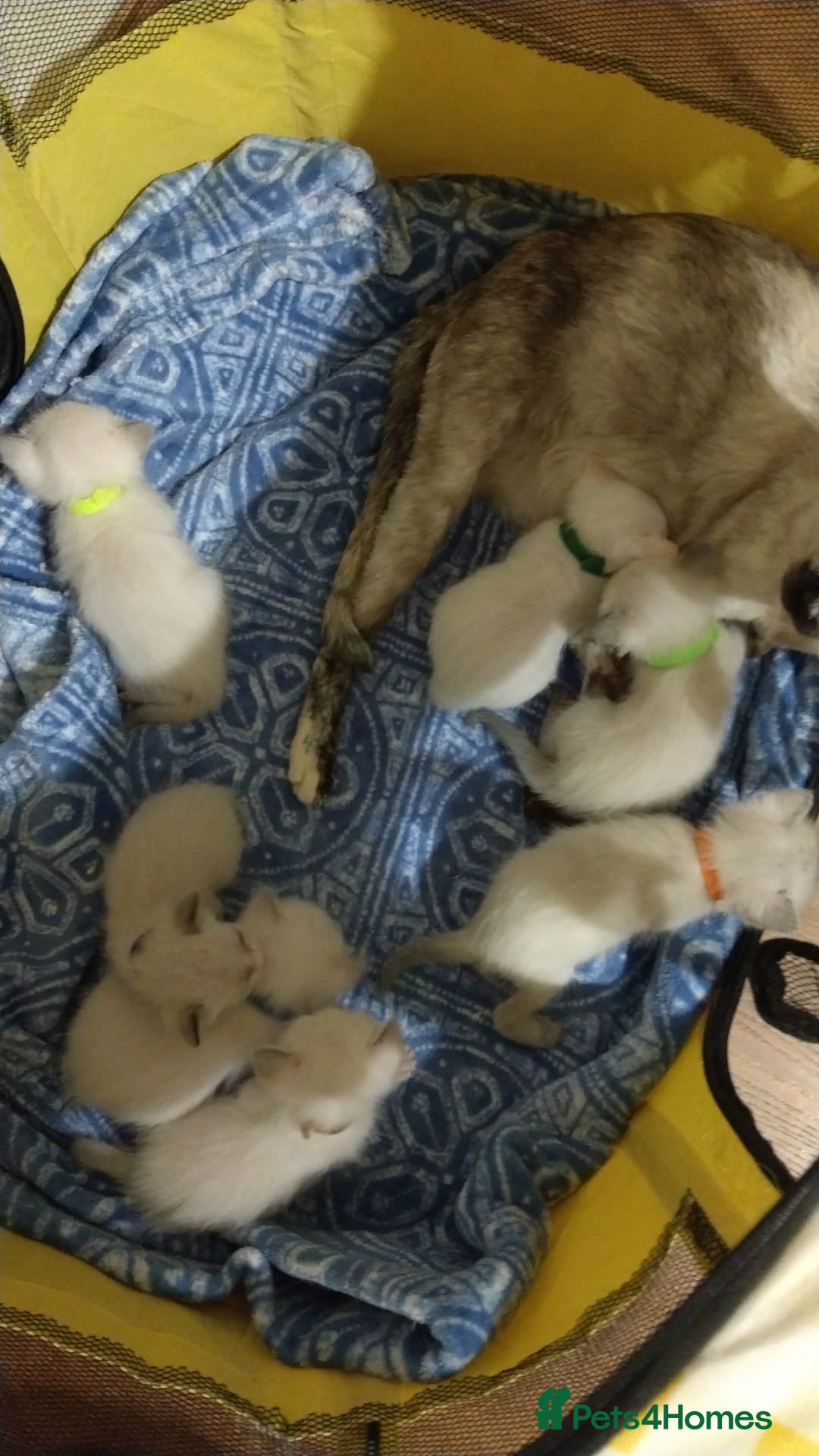 Ragamese cats for sale: Beautiful Ragamese Kittens  - Advert 23