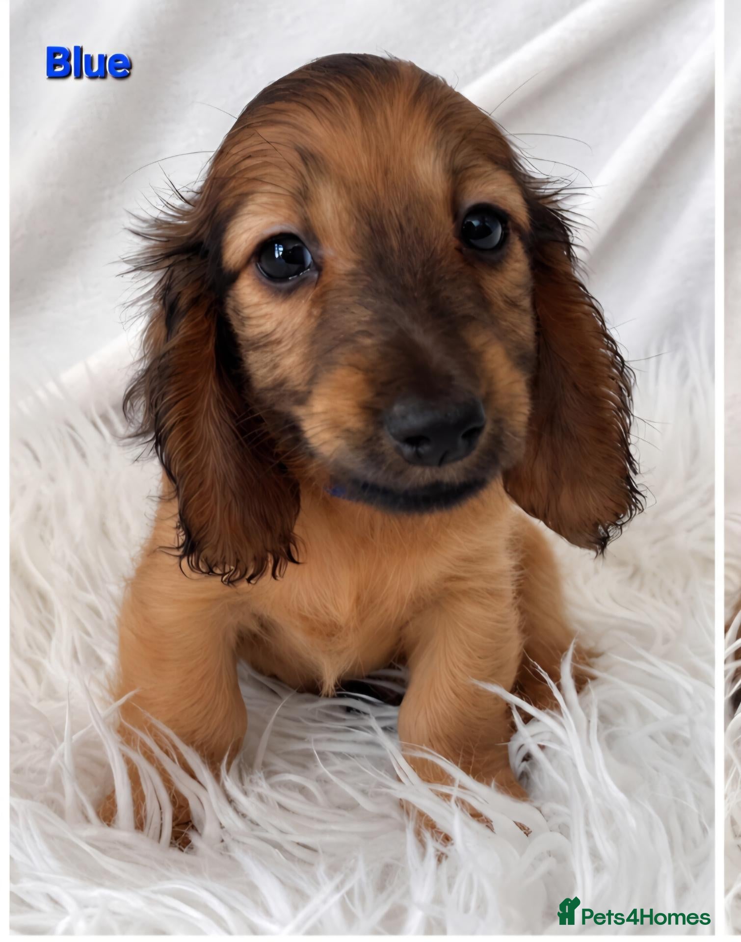 Miniature Dachshund dogs STUNNING KC SHADED RED LONG HAIR - Advert 1