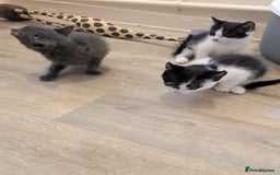 British Shorthair cats for sale: Kittens for sale  - Image 2