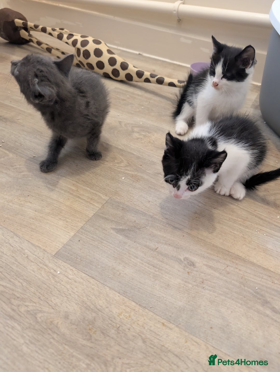 British Shorthair cats for sale: Kittens for sale  - Image 2