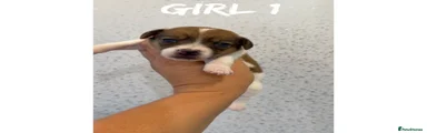 Jack Russell 1