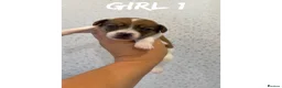 Jack Russell dogs for sale: Jack Russell puppies  - Advert 11