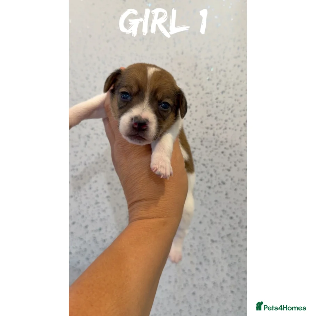 Jack Russell dogs for sale: Jack Russell puppies  - Advert 2