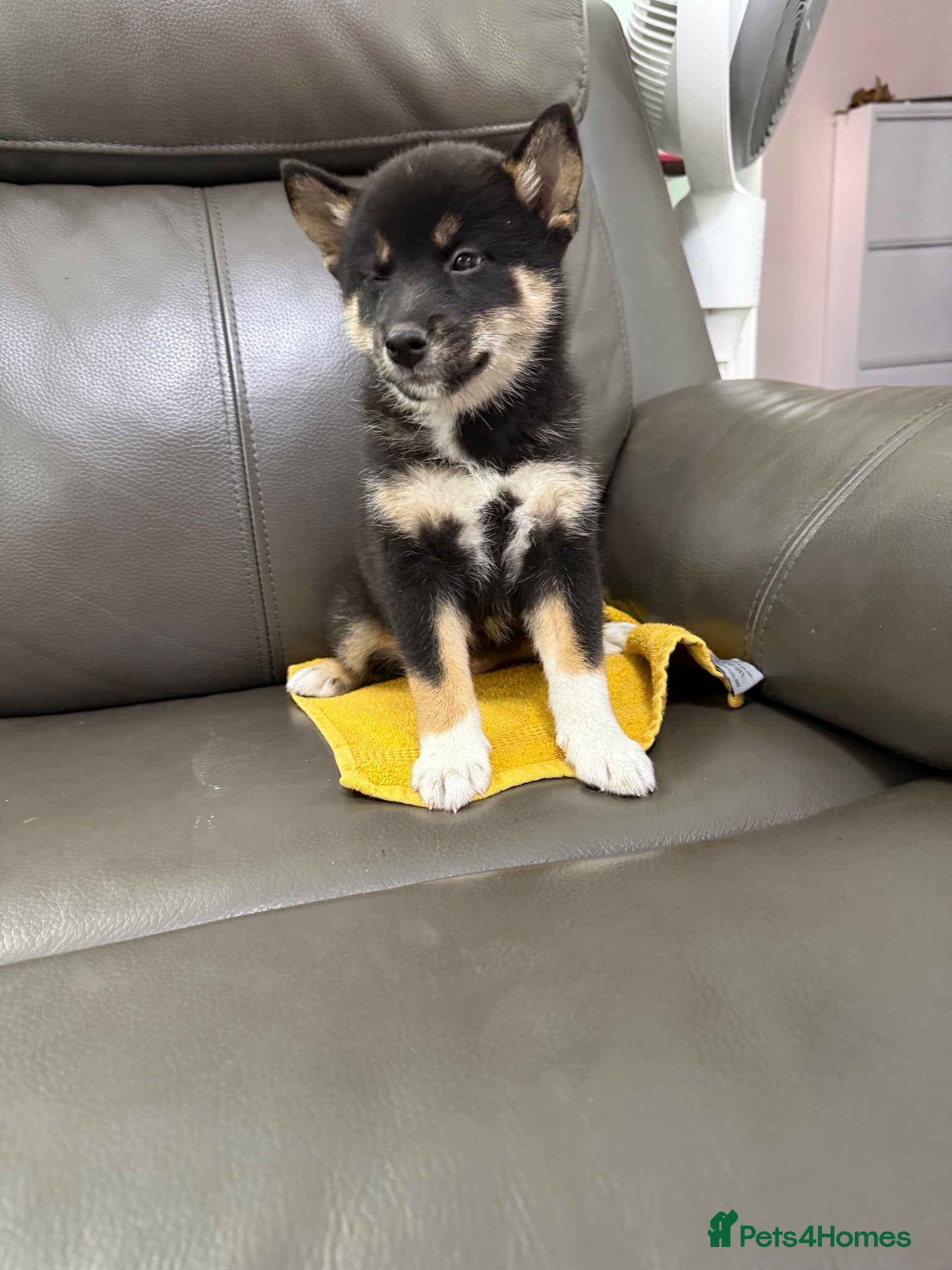 Japanese Shiba Inu dogs Beautiful babies - Advert 5
