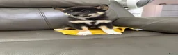 Japanese Shiba Inu dogs for sale: Beautiful babies - Advert 1