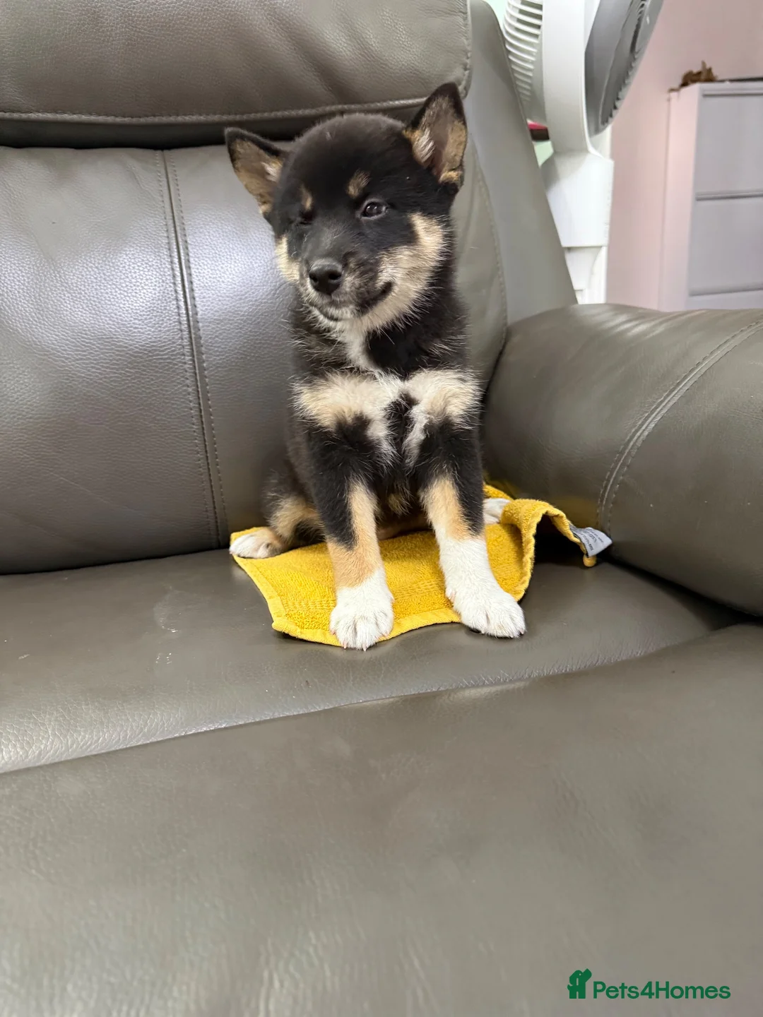 Japanese Shiba Inu dogs for sale: Beautiful babies - Advert 1