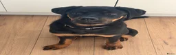 Rottweiler dogs for sale: Nala 6 months old  in Pickering - Advert 5