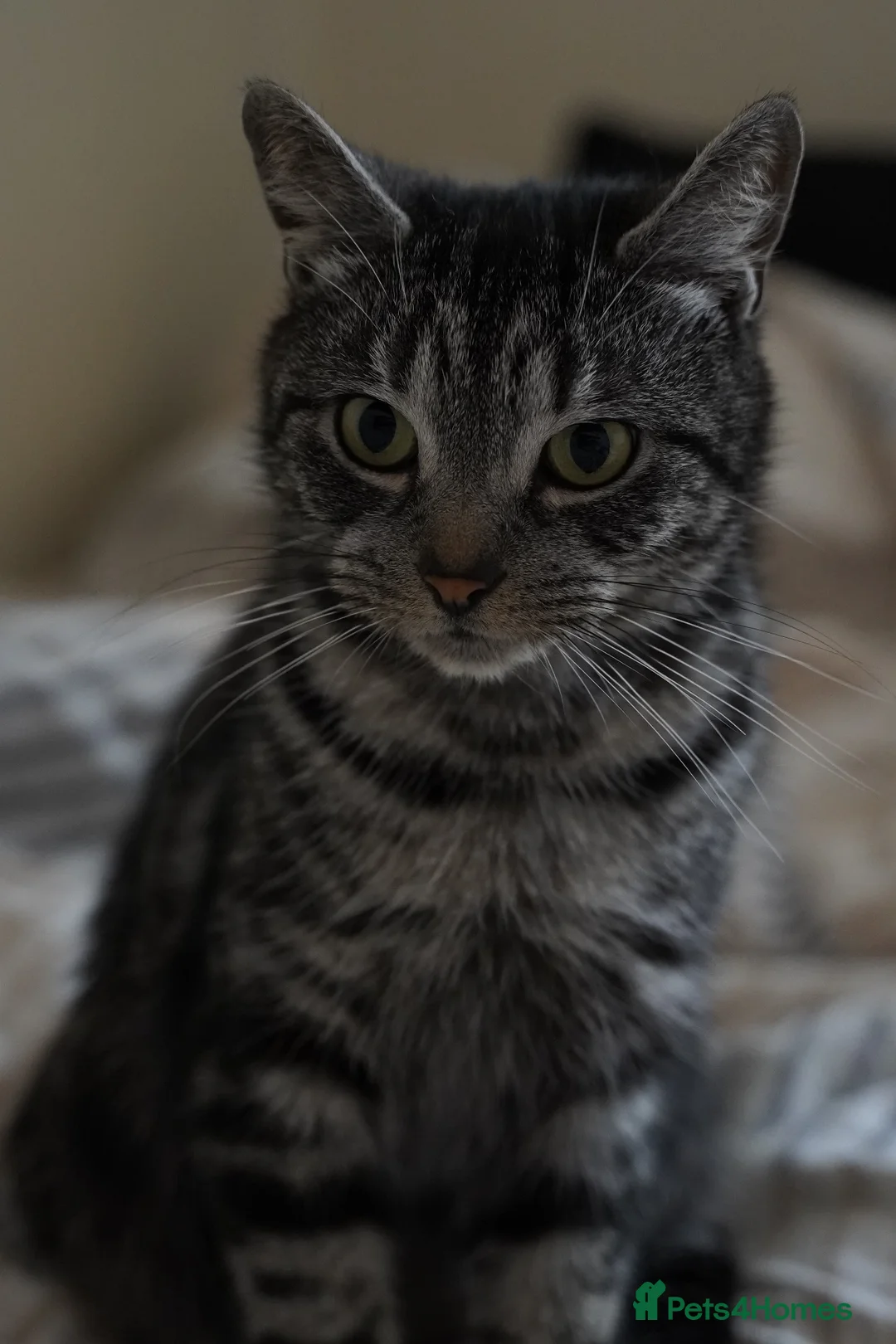 Mixed Breed cats for sale: Mixed breed  - Advert 1