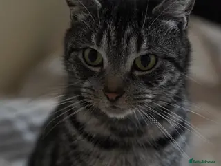 Mixed Breed cats Mixed breed - Advert 4