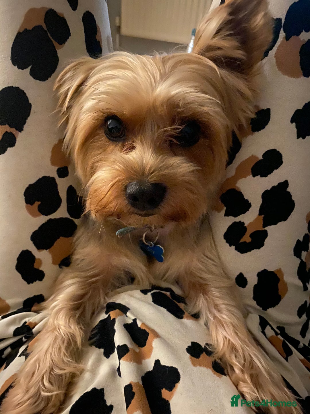 Yorkshire Terrier dogs for stud: Billy Boy  - Image 7