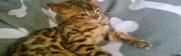 Mixed Breed cats for sale: Cute and Playful Kittens - Advert 21