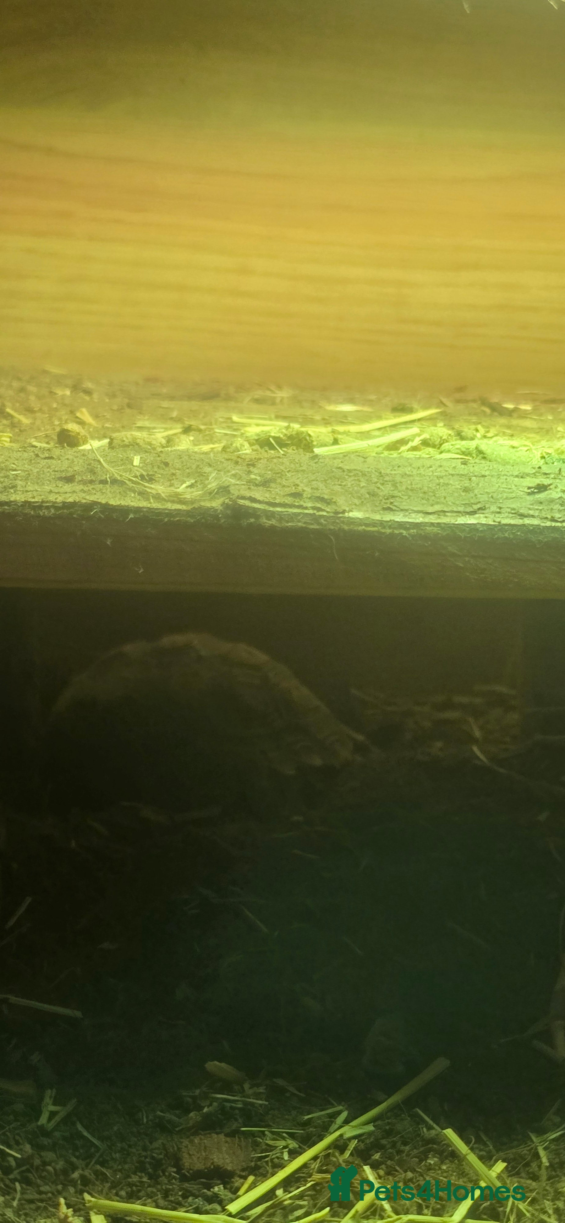 Tortoise reptiles Salcata tortoise 3yrs old - Advert 2