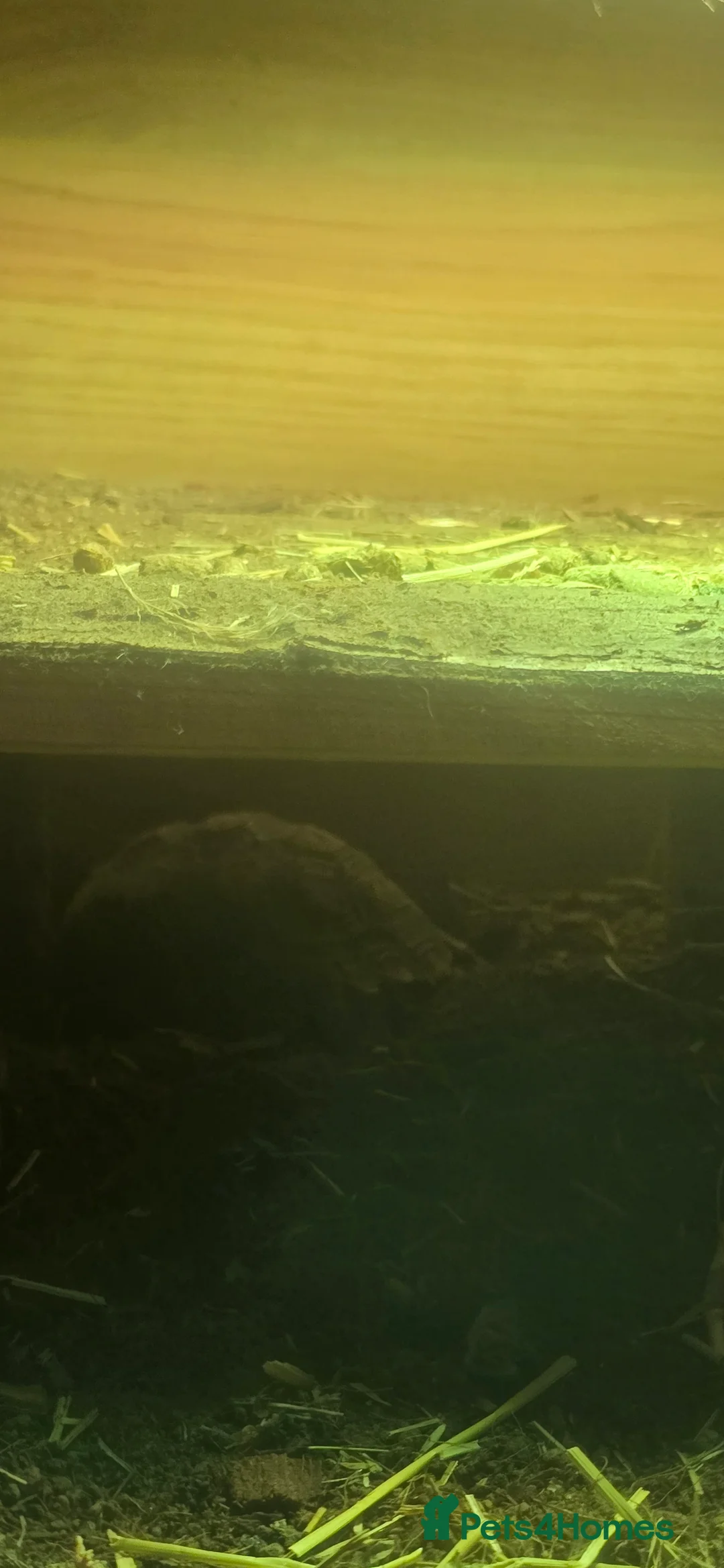 Tortoise reptiles for sale: Salcata tortoise 3yrs old - Advert 1