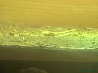 Tortoise reptiles Salcata tortoise 3yrs old - Advert 2