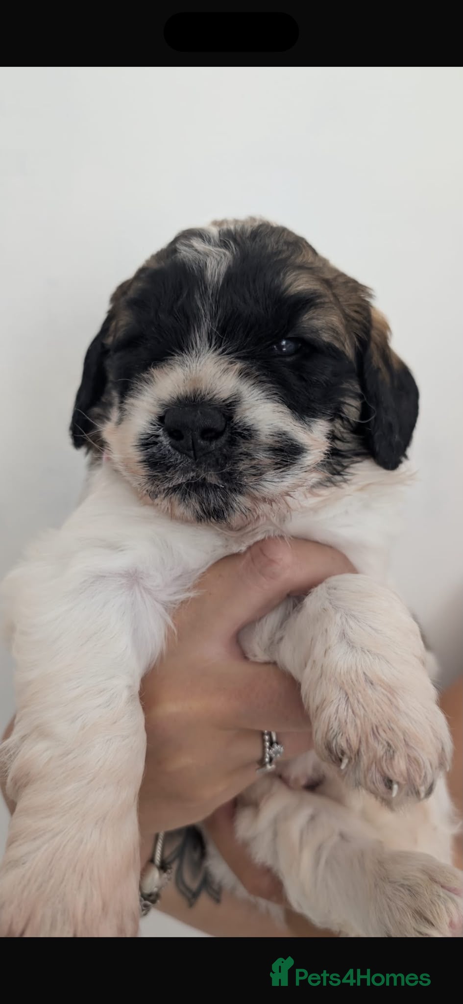 Saint Berdoodle dogs "very rare" Miniature St Berdoodles  - Advert 2