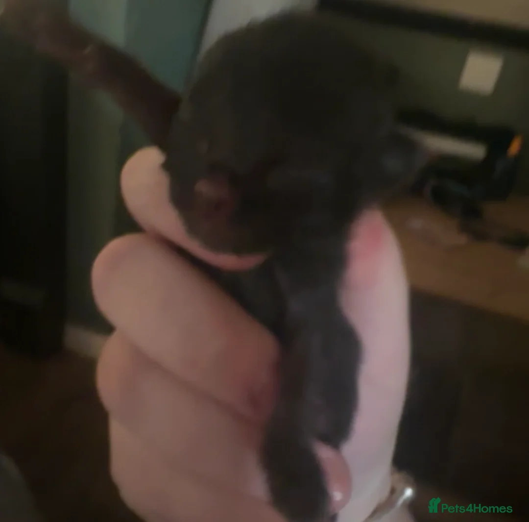 Mixed Breed cats for sale: 5 beautiful black and tabby kittens  - Advert 6