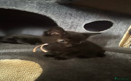 Mixed Breed cats for sale: 3 beautiful girls looking for their forever home  - Image 3