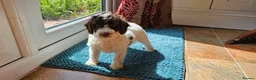 Cockapoo dogs for sale: F1b Cockapoos incl. Merle and Roans - Advert 4