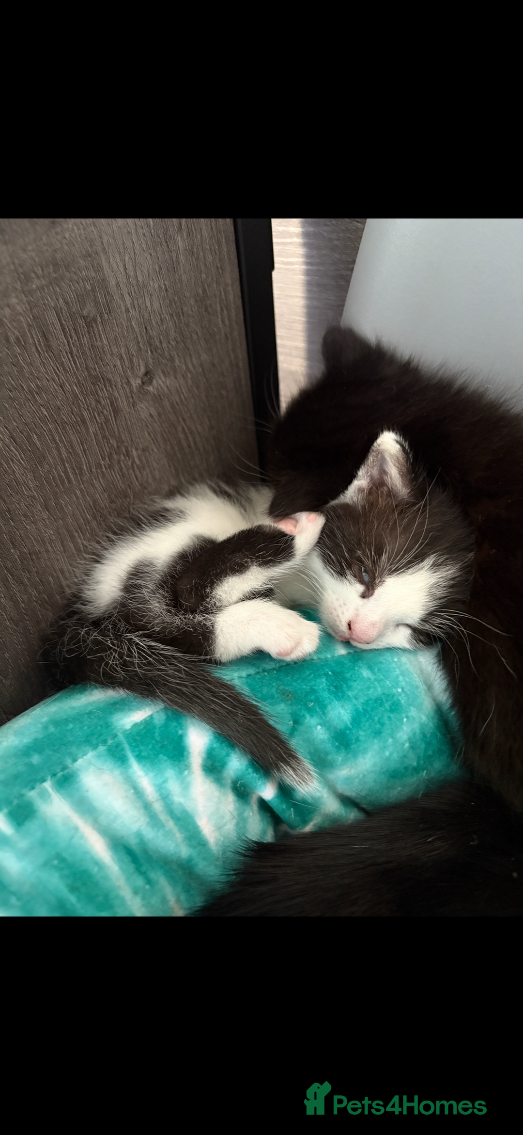 Mixed Breed cats for sale: Mixed breed kittens  - Image 10