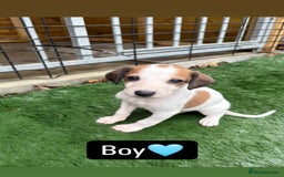 Mixed Breed dogs for sale: Pure saluki-greyhound puppies  - Advert 7