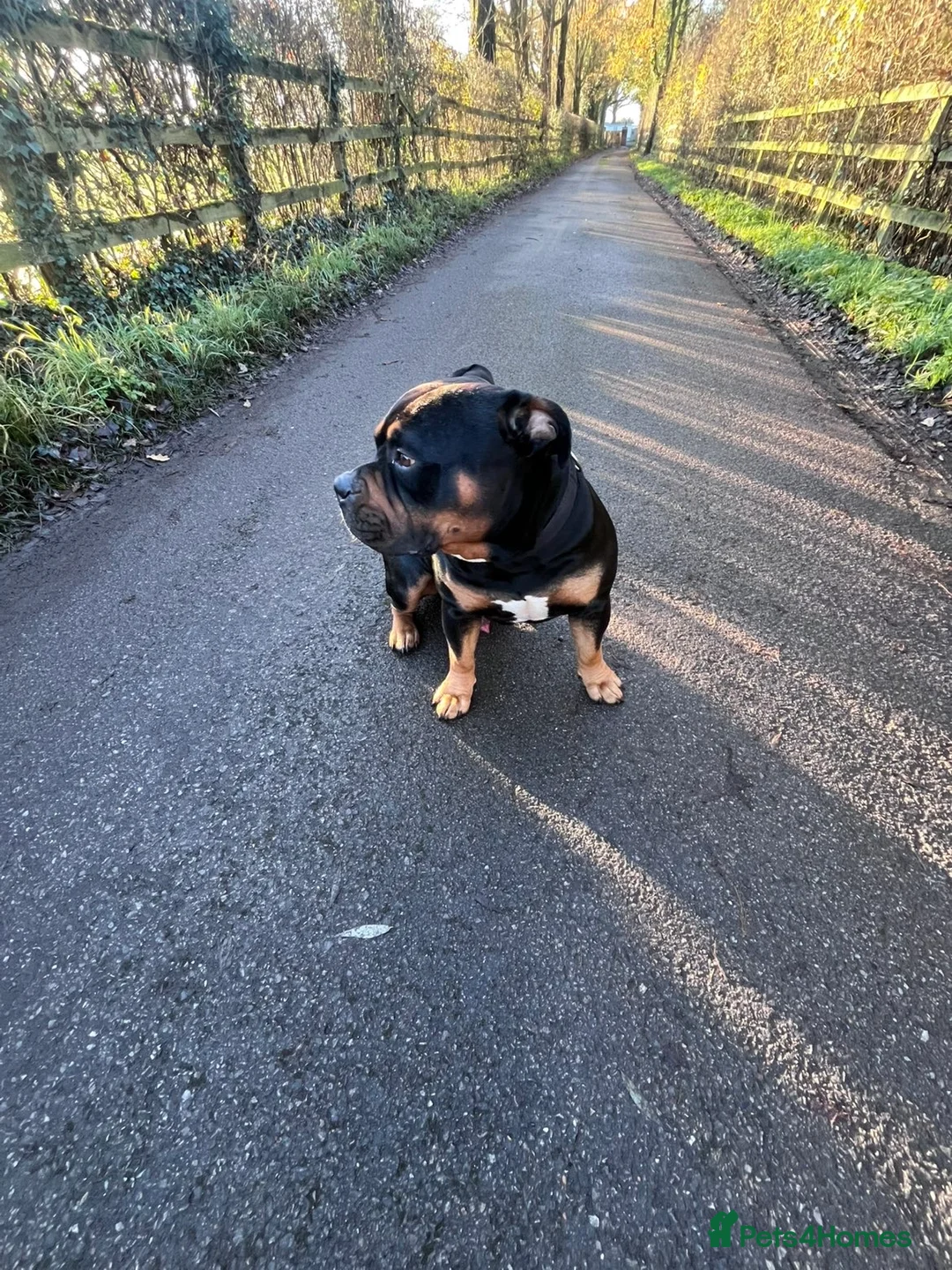 Mixed Breed dogs for sale: Huncho in Horley - Advert 1