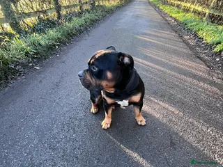 Mixed Breed dogs Huncho - Advert 1