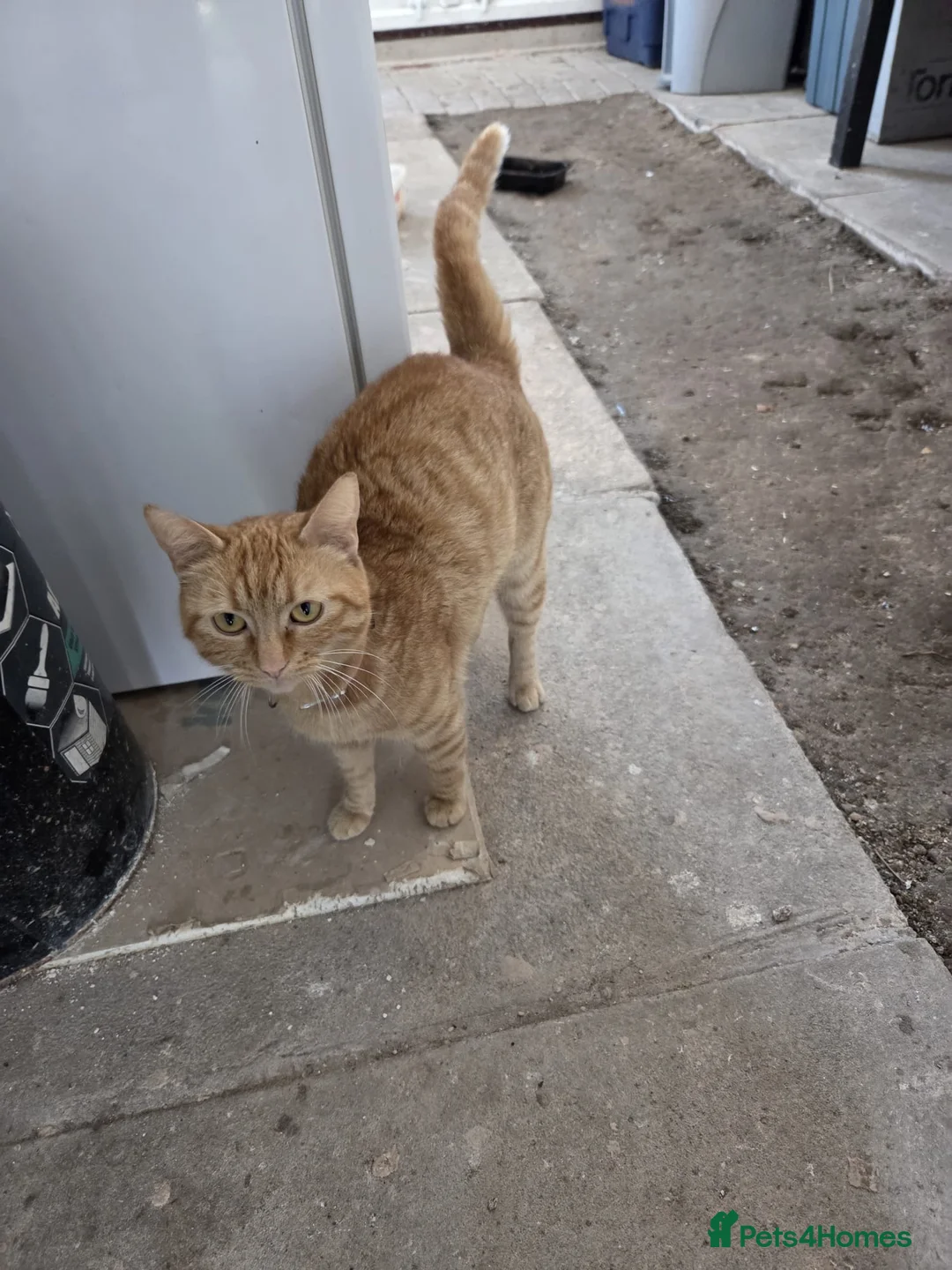Domestic Shorthair cats for sale: Only one kittens  - Advert 6