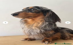 Miniature Dachshund dogs for sale: Fantastic long haired miniature dachshund - Image 16