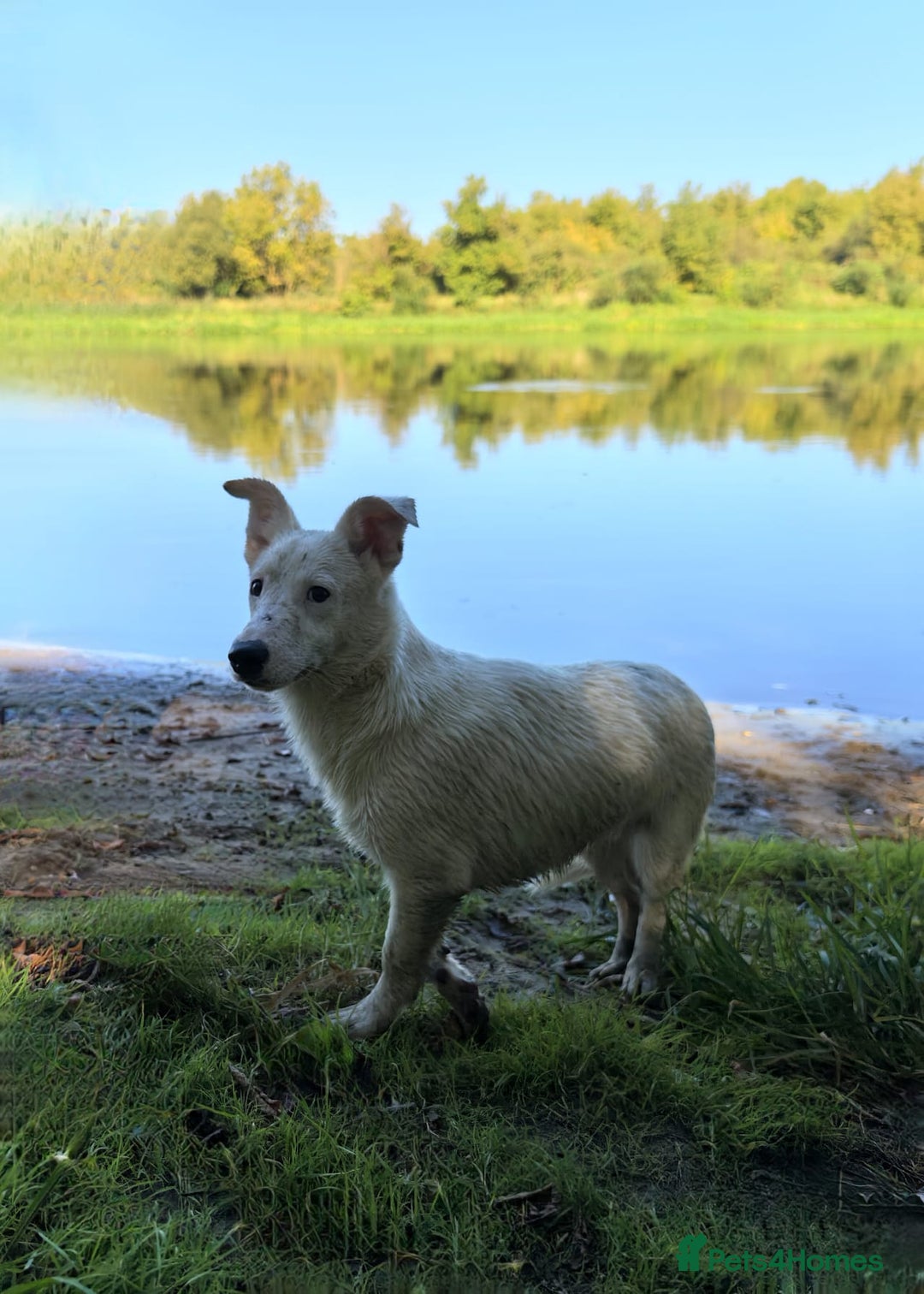 Miniature Pinscher dogs for adoption: SNOWY – Male Miniature Pinscher (very rare colour) - Advert 4
