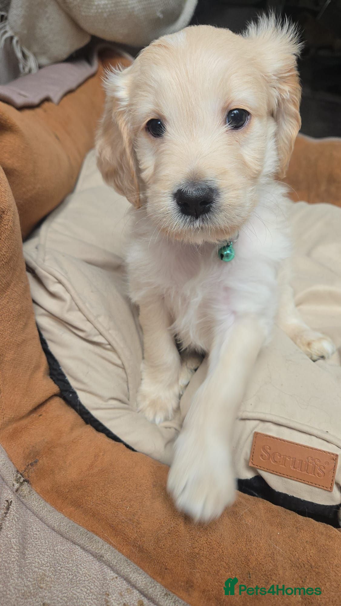 Mixed Breed dogs Golden retriever x cockapoo boy puppy - Advert 13