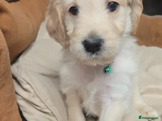Mixed Breed dogs Golden retriever x cockapoo boy puppy - Advert 13
