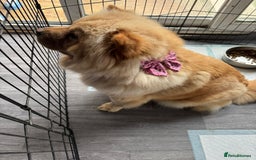 Chow Chow dogs for sale: Stunning chows ready for  **   - Image 6