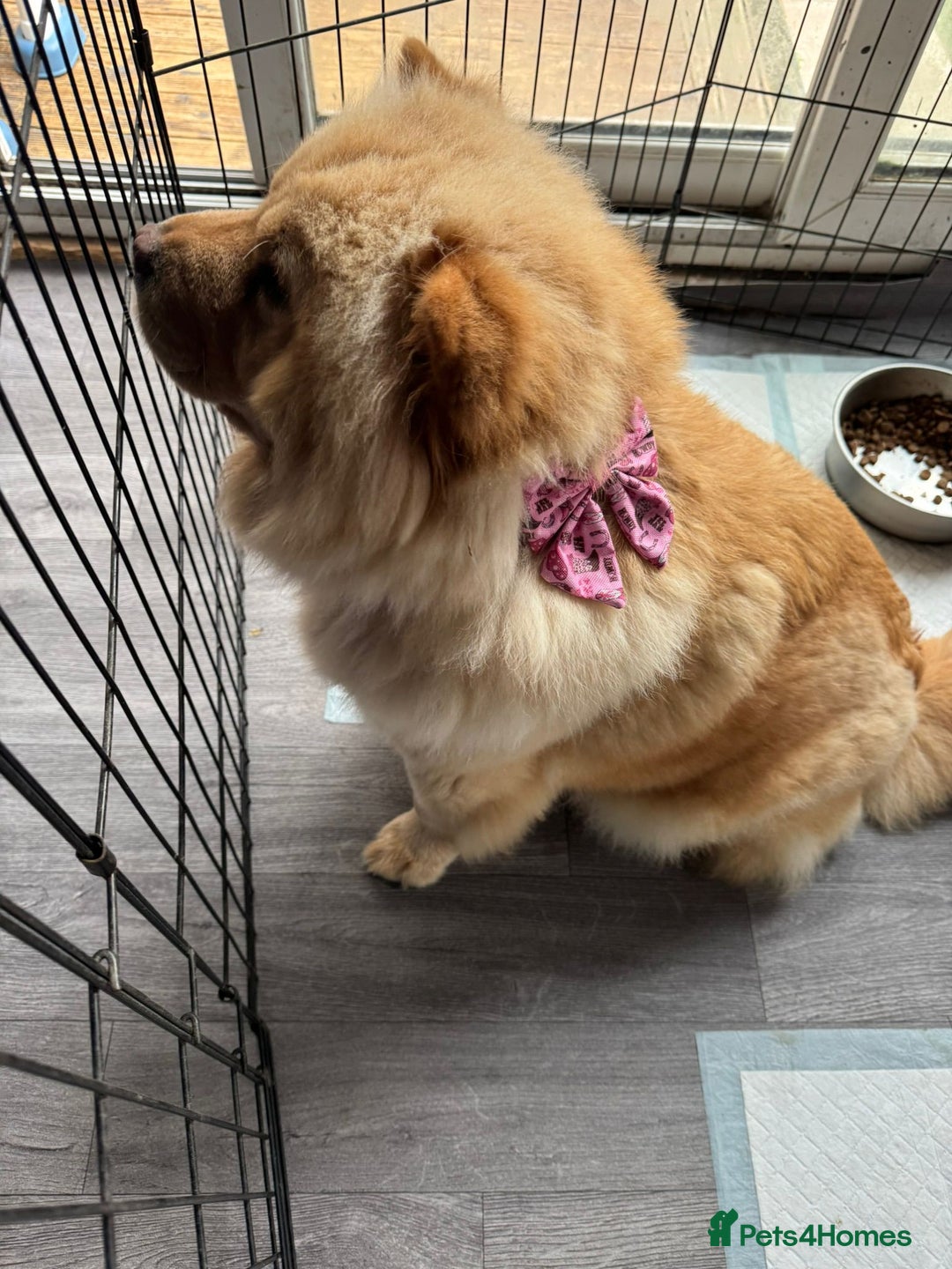 Chow Chow dogs for sale: Stunning chows ready for  **   - Image 6