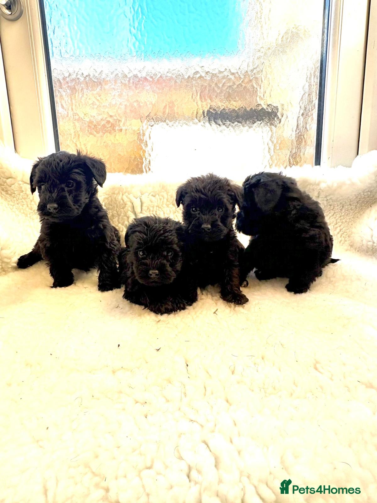 Mixed Breed dogs Beautiful little schnoodle puppies  - Advert 1