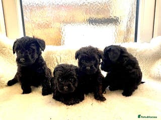 Mixed Breed dogs Beautiful little schnoodle puppies - Advert 1