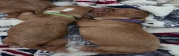 Cocker Spaniel dogs for sale: RKC SHOW COCKER SPANIEL PUPPIES EXTENSIVELY HEALTH - Advert 9