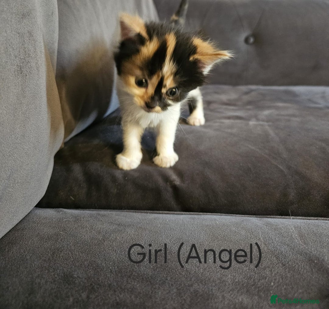 Mixed Breed cats for sale: British Long hair x kittens ONLY 4 FEMALES LEFT - Image 12