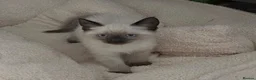 Siamese cats for sale: Beautiful Siamese x Ragdoll Kittens - Advert 4
